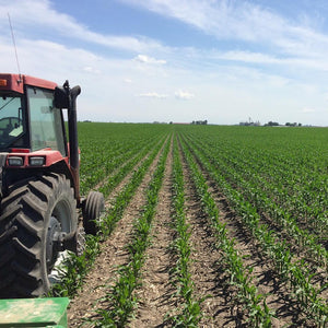 2016 Cover Crops in photos