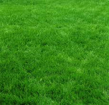 GK - Mean and Green (Pre-Mixed) (25# Bags)