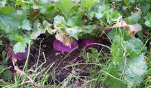 Purple Top Turnips - Raw