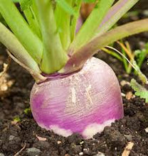 Purple Top Turnips - Raw