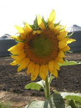 Sunflower - Peredovik Wildlife