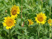 Sunflower - Peredovik Wildlife