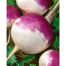 Purple Top Turnips - Raw